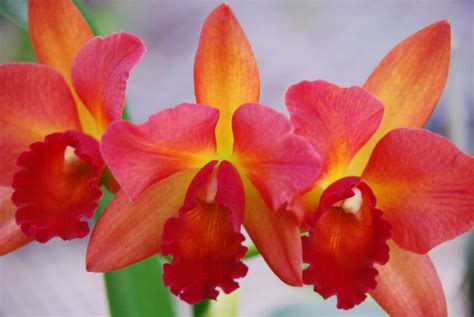 ibrids|intergeneric orchid hybrids photos.
